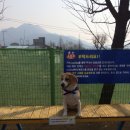 조이애견 이미지