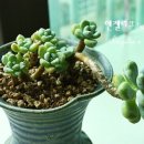 딸기네 Daum카페