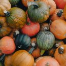 반려동물 수제간식 만들기 이미지