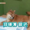 모