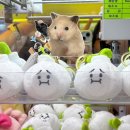 뽑끼뽑끼 이미지