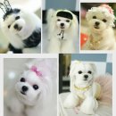 해피컨넬 | [분당애견미용] 몰티즈 미용, 미니 소형견 말티 8년째 이용중이에요 [판교 피플앤펫]