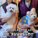 양양토담글램핑&펜션 | 양양 반려견동반 한옥 촌캉스 숙소 ”양양토담글램핑&amp;펜션“ 내돈내산 후기