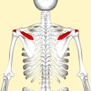 active shoulder와 external rotation에 대해서~ 이미지
