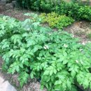 피피쿠스유치원 이미지