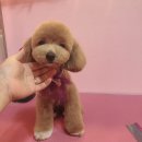 Beauty in Dog's 이미지