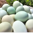 숲속청계농장 이미지