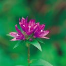 자주 꽃방망이(聚花風鈴草) -Dahurian clustered bellflower 이미지