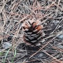 제주 올레길 8코스 이미지