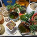 로맨스 다육 | 리톱스 키우기 시작｜리톱스 구입 후기 &amp; 사막모래 사용 리뷰