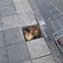 냥스타그램 이미지