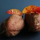 행복한작은고구마 이미지