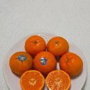 만다린 | 만다린 후기 껍질 잘 까지는 큐티스 만다린귤 고당도 미국귤