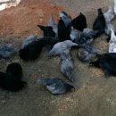 서열농장 이미지