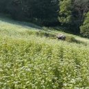 메밀꽃 화장실 이미지