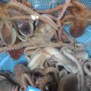 무안낙지 이미지