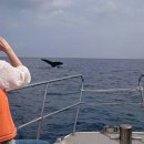 고래류 수족관 전시는 그만, 고래생태관찰이 대안이다 이미지