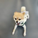 (주)젠틀펫 이미지