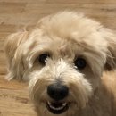 대소동물병원 이미지