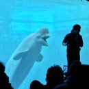 거제경찰서 | 거제 씨월드 벨루가 돌고래 체험 사진 아이랑 가볼만한곳