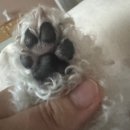 꼬순내 이미지