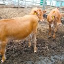 김동일농장 이미지