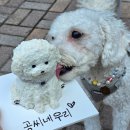 케이코야 | 케이코야, 강서구 강아지케이크 원데이클래스 후기
