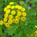 탠지 [탄지, Common tansy (Tanacetum vulgare)] - 유독식물 이미지