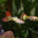 구피 카카오 검색결과