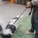 반려동물 이동서비스 | # 🐶 삐아의 첫 반려동물 이동 서비스 이용 후기 🚗💨