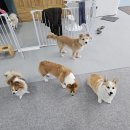 쉬다가개 애견호텔유치원 이미지