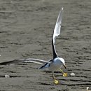 외포리선착장 이미지