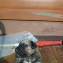 와일드캉갈 이미지