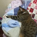 멍그루밍 이미지