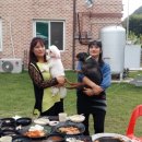 도담애견 이미지