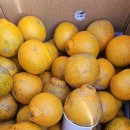 한라봉브로콜리 이미지