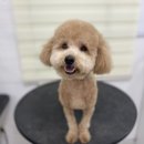 이로운 펫살롱 이미지