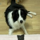 멍멍하누 이미지