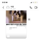 미야옹 이미지