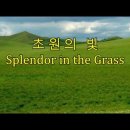 초원의 빛 (Splendor in the Grass) 이미지