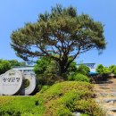 횡성안흥더덕 이미지
