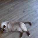 살랑 그루밍 이미지