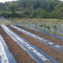 안덕농협주유소 이미지