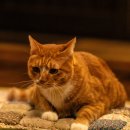 영화 좀비딸 짧은 후기 스포 없음 이미지