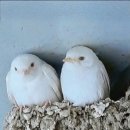 ♤고려(高麗)의 기생(妓生)♤ 이미지