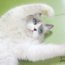 블루랙돌 이미지