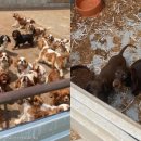 개랑, 마리 이미지