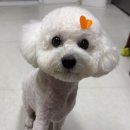 꼬또리몽 이미지