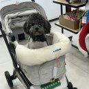 견생맛스토어 | [보양대첩] 펫푸드 반려견화식 닭가슴살과 고구마 후기