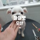마미펫 | 오산 애견미용샵 추천, 미용부터 스파까지 완벽한 마미펫